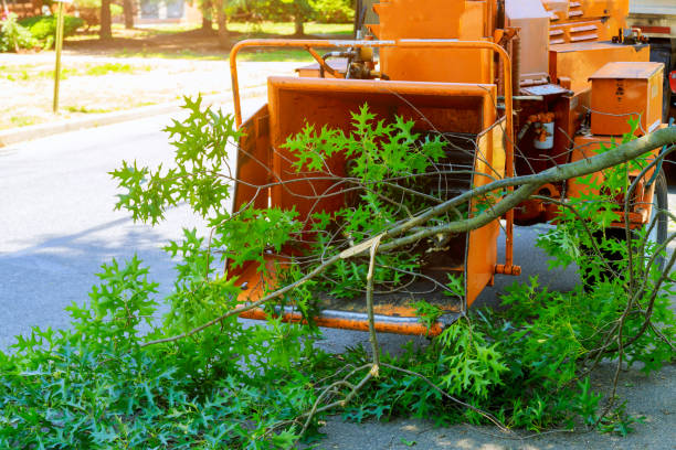 Best Seasonal Cleanup (Spring/Fall)  in USA